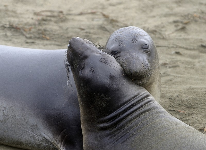 Káº¿t quáº£ hÃ¬nh áº£nh cho ANIMALS 20 Animal Couples That Prove Love Does Exist By 5FUNFACTS November 8, 2018 No Comments Share Tweet Google+ + True love does exist. From a pair of butterflies to a couple of gorgeous penguins, the animal kingdom gives us amazing examples of heartfelt, inseparable couples who show us that âhappily ever afterâ is not just a fairytale. You just canât deny the magic and power of love when you look at this. 5 Fun Facts has put together a compilation of stunning images which display love in its truest form. Scroll down at your own risk â theyâre likely to melt your heart. 1. These adorable parrots look absolutely gorgeous together! 2. A sweet moment shared by a lynx coupleâ¦this will make anyoneâs heart melt. 3. Nothing like an evening by the lake with the one you loveâ¦especially for a swan! 4. This lion couple shows us that love is about seeing a whole new world together, even with your eyes closed. Â© Giuseppina Vitalia / Fauna Image 5. A loving snuggle is âowlâ you need in life. Â© Judah Zada / One Big Photo 6. A butterfly couple sharing the sweet nectar of love. 7. A snow leopardâs version of âkiss and make upâ 8. An earnest hug is the best way to say âI love you.â 9. Flamingos donât need to struggle to prove their love â by just looking into each otherâs eyes they create the shape of a âheartâ between them! 10. A romantic kiss shared by a black-browed albatross couple 11. Having a shoulder to lean onâ¦now thatâs what love is all about