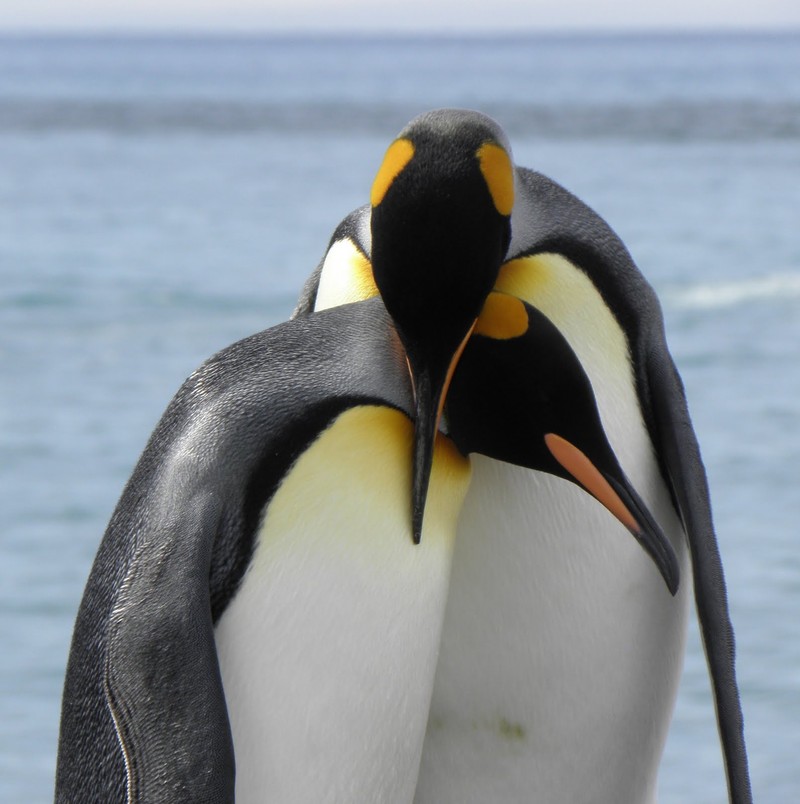 Káº¿t quáº£ hÃ¬nh áº£nh cho ANIMALS 20 Animal Couples That Prove Love Does Exist By 5FUNFACTS November 8, 2018 No Comments Share Tweet Google+ + True love does exist. From a pair of butterflies to a couple of gorgeous penguins, the animal kingdom gives us amazing examples of heartfelt, inseparable couples who show us that âhappily ever afterâ is not just a fairytale. You just canât deny the magic and power of love when you look at this. 5 Fun Facts has put together a compilation of stunning images which display love in its truest form. Scroll down at your own risk â theyâre likely to melt your heart. 1. These adorable parrots look absolutely gorgeous together! 2. A sweet moment shared by a lynx coupleâ¦this will make anyoneâs heart melt. 3. Nothing like an evening by the lake with the one you loveâ¦especially for a swan! 4. This lion couple shows us that love is about seeing a whole new world together, even with your eyes closed. Â© Giuseppina Vitalia / Fauna Image 5. A loving snuggle is âowlâ you need in life. Â© Judah Zada / One Big Photo 6. A butterfly couple sharing the sweet nectar of love. 7. A snow leopardâs version of âkiss and make upâ 8. An earnest hug is the best way to say âI love you.â 9. Flamingos donât need to struggle to prove their love â by just looking into each otherâs eyes they create the shape of a âheartâ between them! 10. A romantic kiss shared by a black-browed albatross couple 11. Having a shoulder to lean onâ¦now thatâs what love is all about