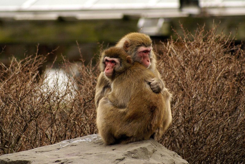 HÃ¬nh áº£nh cÃ³ lĩAªn quan