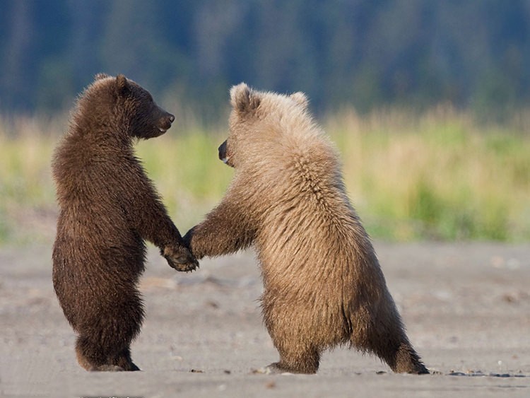 Káº¿t quáº£ hÃ¬nh áº£nh cho couple animal
