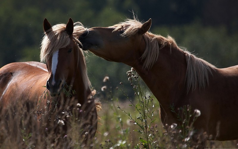 Káº¿t quáº£ hÃ¬nh áº£nh cho couple horse
