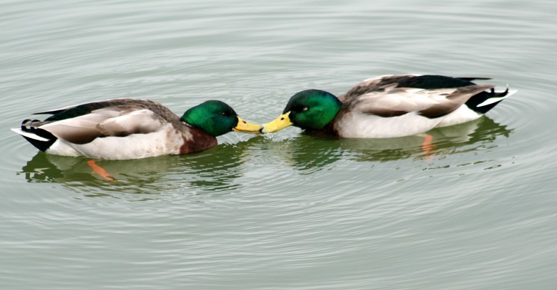 Káº¿t quáº£ hÃ¬nh áº£nh cho 20-animal-couples-that-prove-love-does-exist