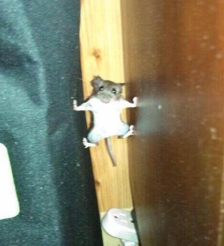 Nguồn: Bright Side