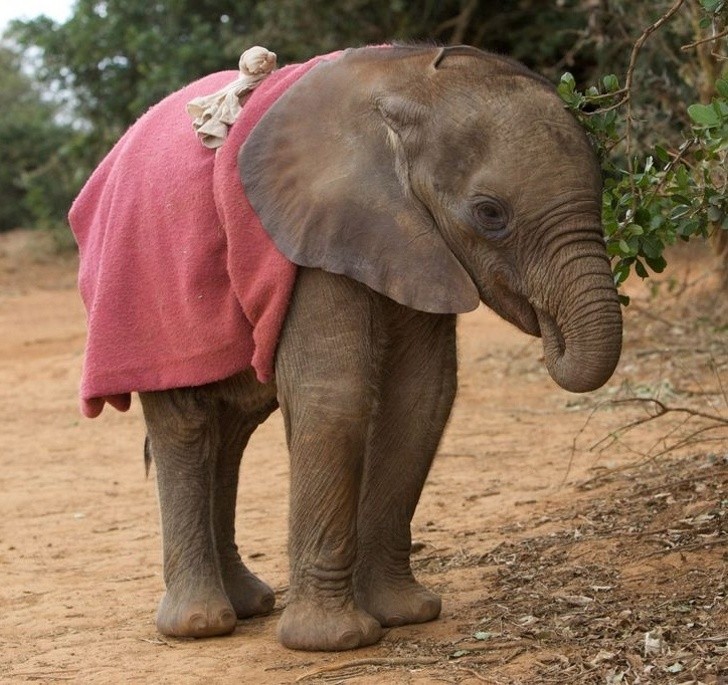 Nguồn: Bright Side