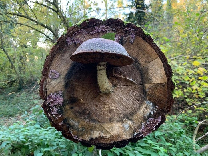 Nguồn: Bright Side