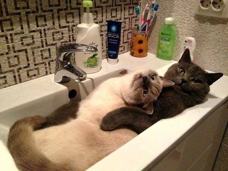 Nguồn: Bright Side