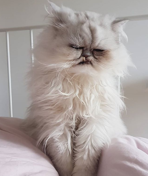 Nguồn: Bright Side