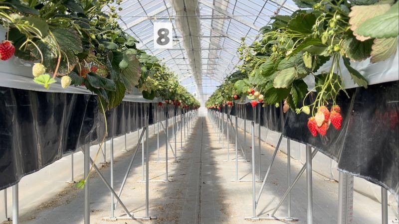 Một nông trại dâu tây Migaki-Ichigo. Ảnh: Bloomberg.