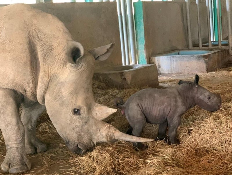 Cá thể tê giác trắng châu Phi chào đời khỏe mạnh Cá thể tê giác trắng châu Phi chào đời khỏe mạnh