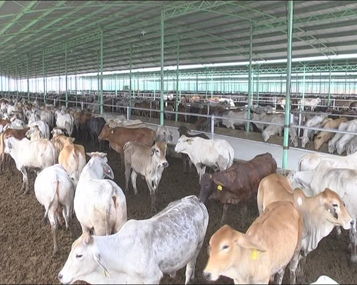 “Thông tin THACO tiếp quản dự án Chăn nuôi Bình Hà là không chính xác“ ảnh 2