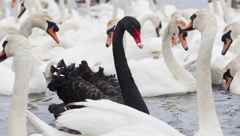 Dịch cúm do virus Corona có thể là sự kiện “thiên nga đen” tồi tệ hơn cả khủng hoảng tài chính 2008 - 2009