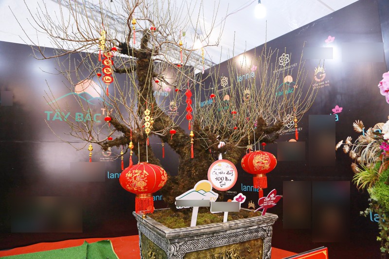 Đây là một gốc đào cổ thụ với tuổi đời lên đến 100 năm (Ảnh: Thanh Niên)