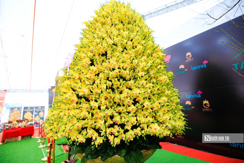 Chậu lan "Phú Quý khổng lồ" (Ảnh: Người đưa tin)