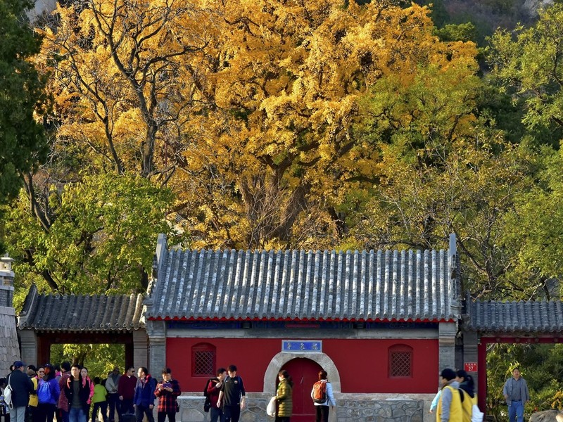 Chùa Long Tuyền, Bắc Kinh - Nơi xảy ra vụ việc