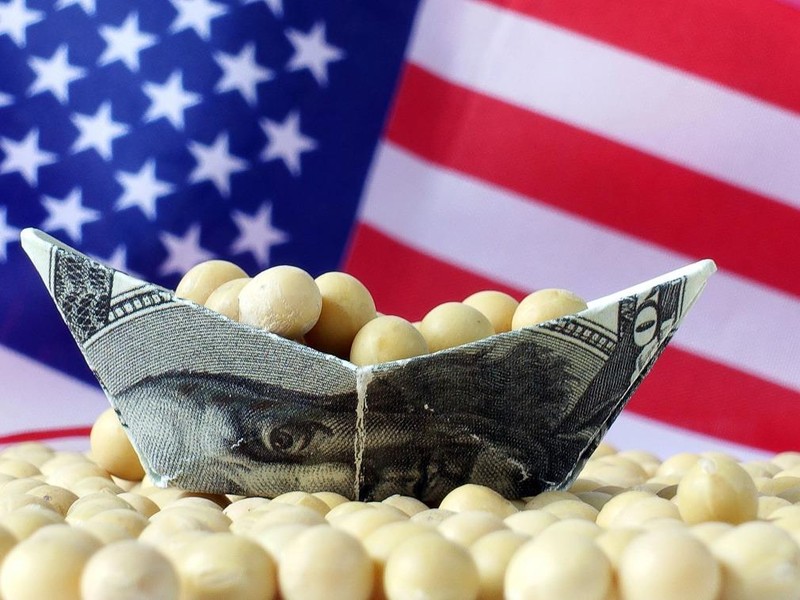 Đậu tương là loại nông sản được chính phủ Mỹ trợ cấp nhiều nhất trong kế hoạch hỗ trợ nông dân lần này