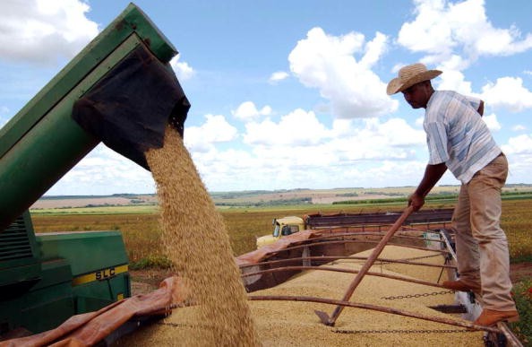 Nông dân trồng đậu tương là những người thiệt hại lớn nhất trong cuộc chiến thương mại Mỹ - Trung