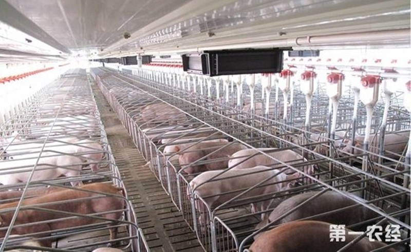 Hệ thống trại chăn nuôi của Tập đoàn Mục Nguyên có mặt trên 93 quận, huyện thuộc 14 tỉnh, thành trên khắp Trung Quốc