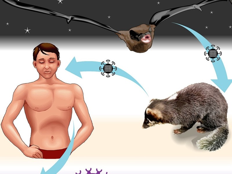 Virus bệnh SARS lây truyền từ động vật hoang dã như cầy cương, dơi sang người (Ảnh: VCG) Virus bệnh SARS lây truyền từ động vật hoang dã như cầy cương, dơi sang người (Ảnh: VCG)