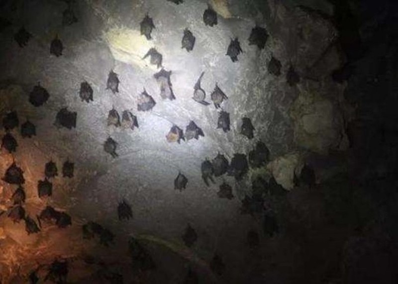 Các nhà khoa học thuộc Viện Virus học Vũ Hán cho rằng virus Corona chủng loại mới có nguồn gốc từ loài dơi (Ảnh: Đông Phương)