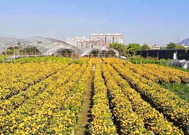 Quất chín vàng ở các nhà vườn Quảng Châu không bán được (Ảnh: Dongfang).