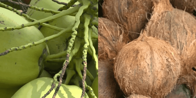 Gia dua dang tang manh.png