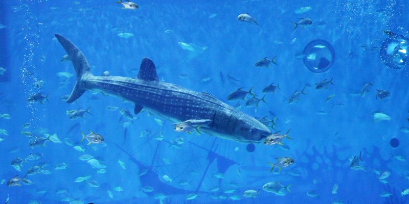 Robot Cá mập voi.jpg