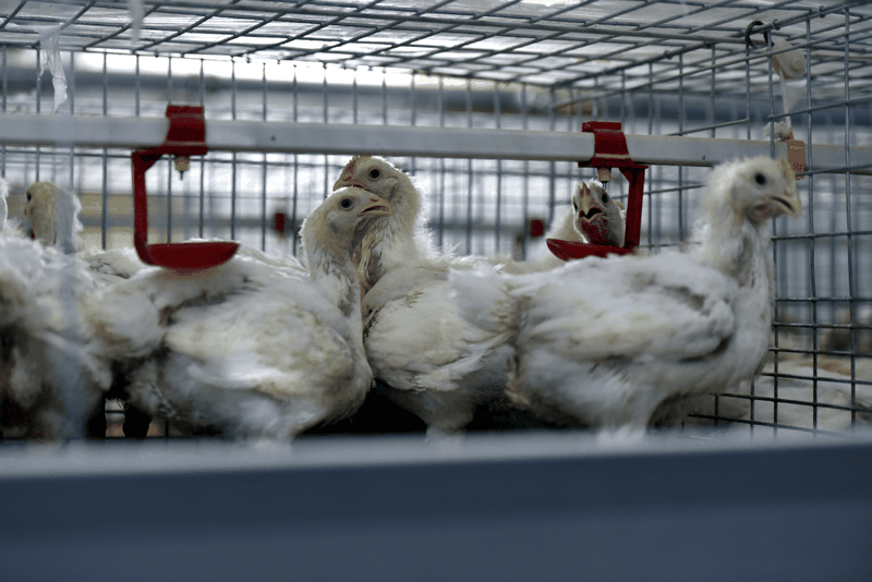 Thit ga My chịu thue tang.png