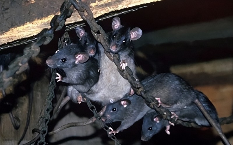 Chuột trên tàu sân bay trở thành vấn nạn khiến hải quân các nước có trang bị này đau đầu. Ảnh: Toutiao.