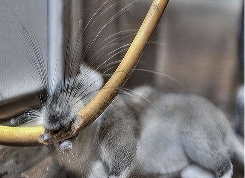 Gam cap gay su co.jpeg