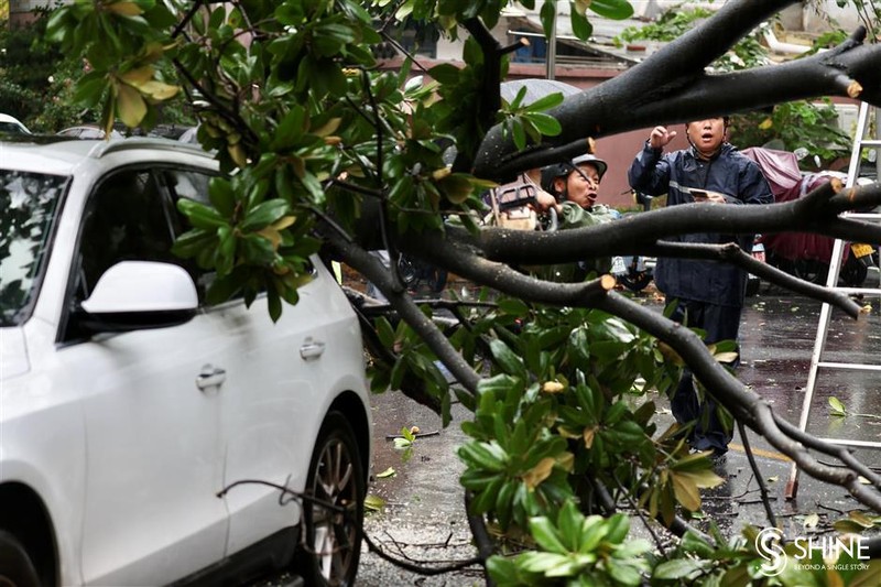 Cây đổ vào một xe ô tô tại quận Minhang, Thượng Hải (Ảnh: SHINE.CN)