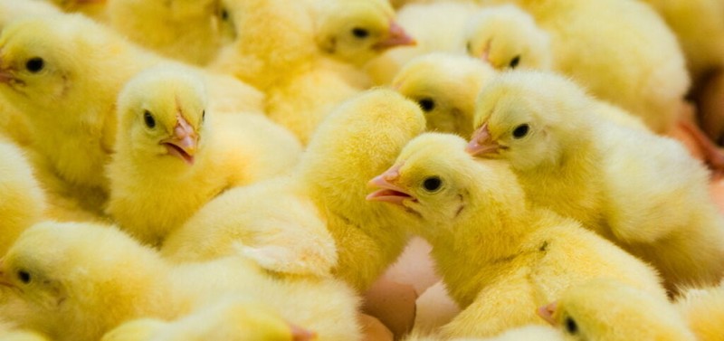 Gà con mới nở. Công nghệ của Soos cứu những chú gà con đực bằng phương pháp sử dụng sóng âm để biến thành con cái. Ảnh NoCamels Gà con mới nở. Công nghệ của Soos cứu những chú gà con đực bằng phương pháp sử dụng sóng âm để biến thành con cái. Ảnh NoCamels