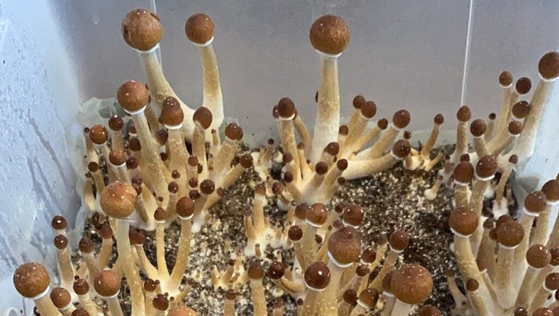 Nấm trong phòng thí nghiệm của Madrigal. Ảnh NoCamels Nấm trong phòng thí nghiệm của Madrigal. Ảnh NoCamels