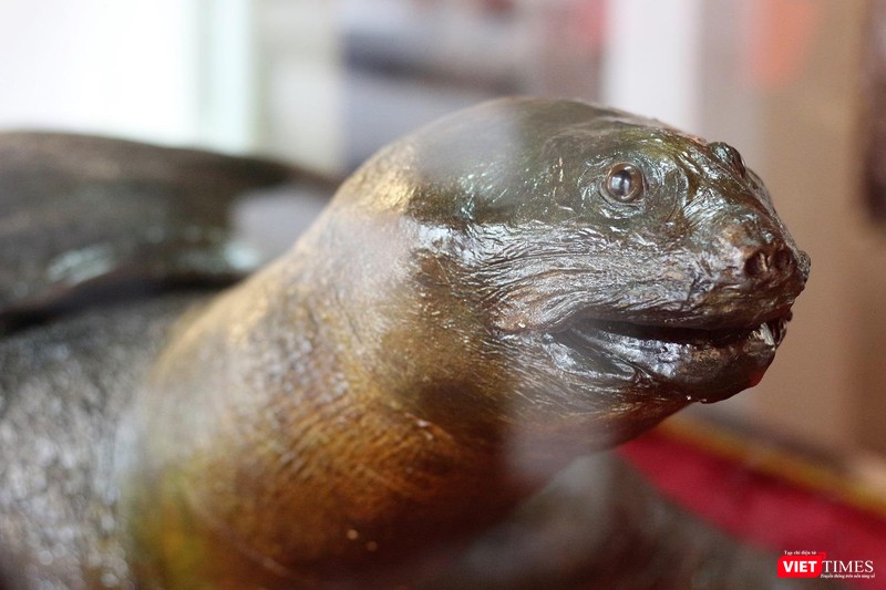 Khách du lịch nhận xét gì về tiêu bản “cụ Rùa” cuối cùng tại Hồ Gươm? ảnh 2