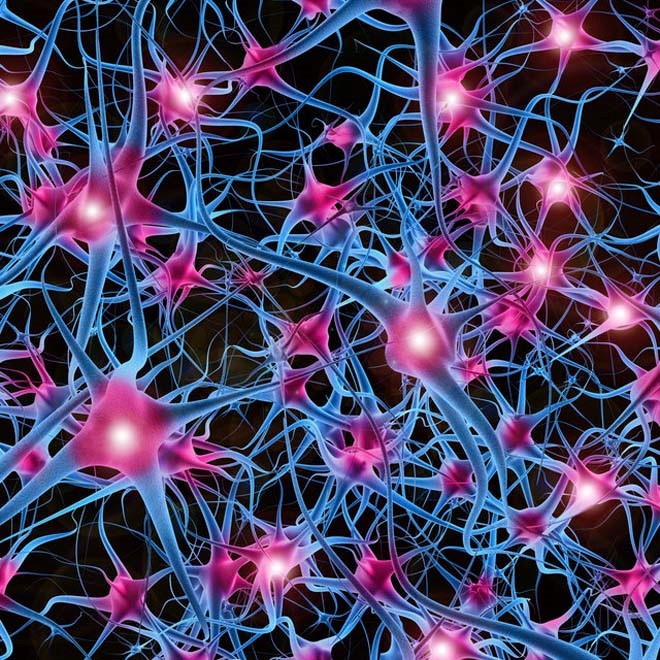 Cấu trúc mạng thần kinh. Ảnh: Seeker 
