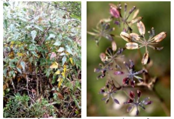 Cây thìa là hóa gỗ được lấy mẫu tại huyện Đồng Văn, tỉnh Hà Giang. Ảnh: VAST.

