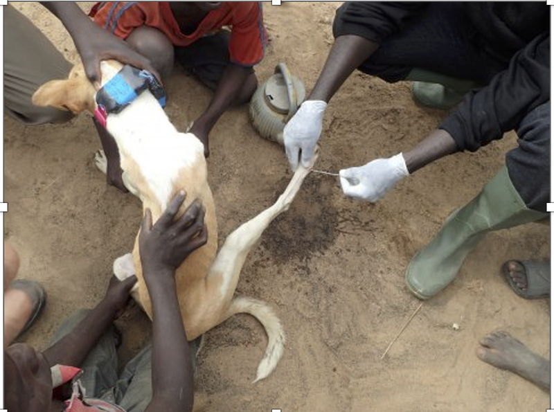 Chó nhà bi nhiễm giun rồng.png