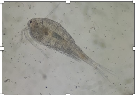 Cyclop thu được từ nước xã Xuân Long, Yên Bình, Yên Bái 2020.png