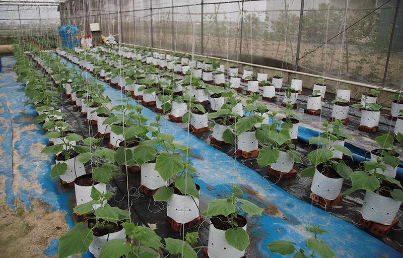 Cây trồng được tưới và chăm sóc theo tiêu chuẩn cao Cây trồng được tưới và chăm sóc theo tiêu chuẩn cao