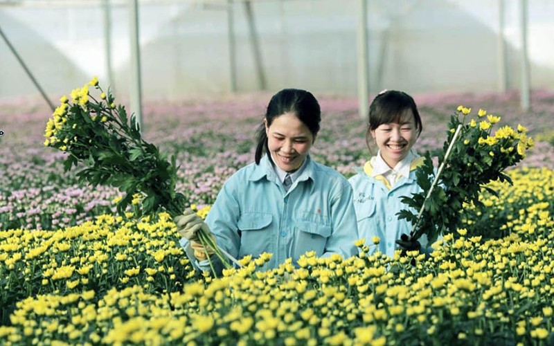 Du lịch canh nông phát triển mạnh ở tỉnh Lâm Đồng.