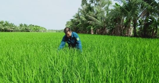 Chỉ sau ít vụ triển khai, chương trình Canh tác lúa thông minh đã nhanh chóng được nông dân hào hứng đón nhận vì mang lại nhiều lợi ích. Ảnh: TL.