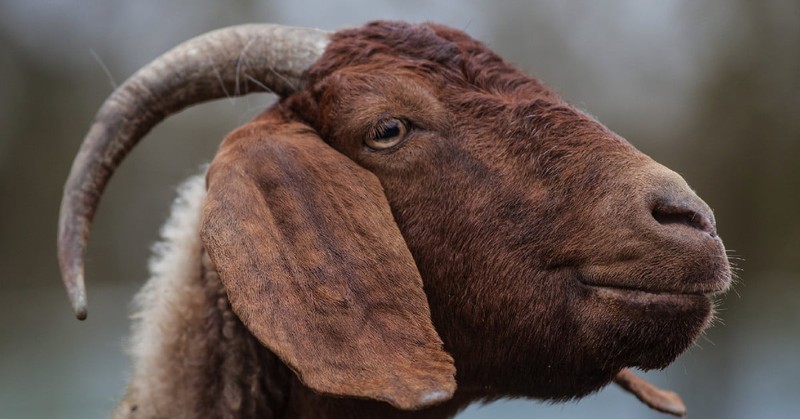 Sản xuất thuốc chữa ung thư từ sữa dê biến đổi gen?