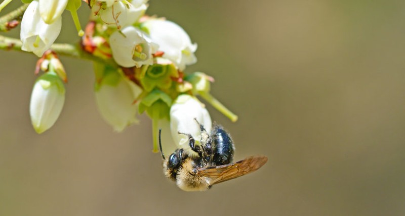 Ảnh: Sci-News Ảnh: Sci-News