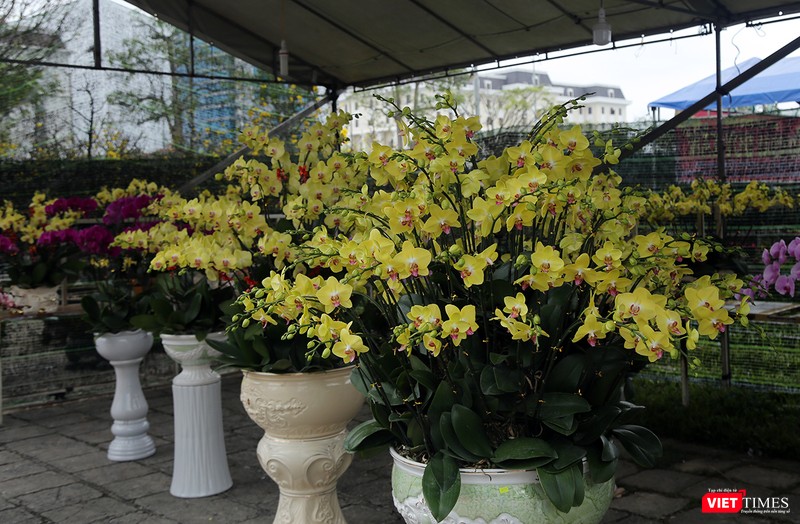 Nhiều chủng loại hoa cũng được nhập về chợ hoa để phục vụ người dân
