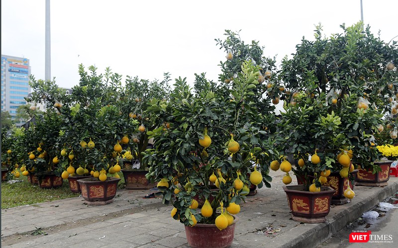 Bưởi cảnh cũng xuất hiện khá nhiều