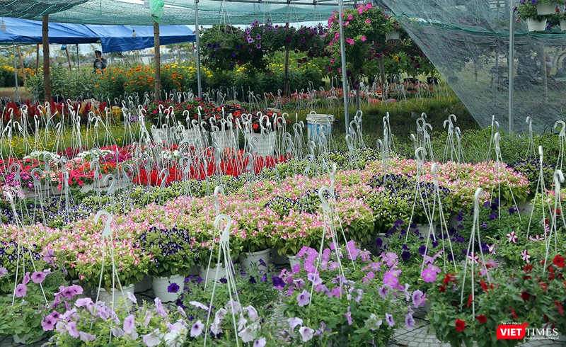 Một góc chợ hoa xuân tại công viên Tượng đài đường 2/9