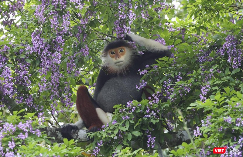 Voọc chà vá chân nâu dưới tán hoa thàn mát