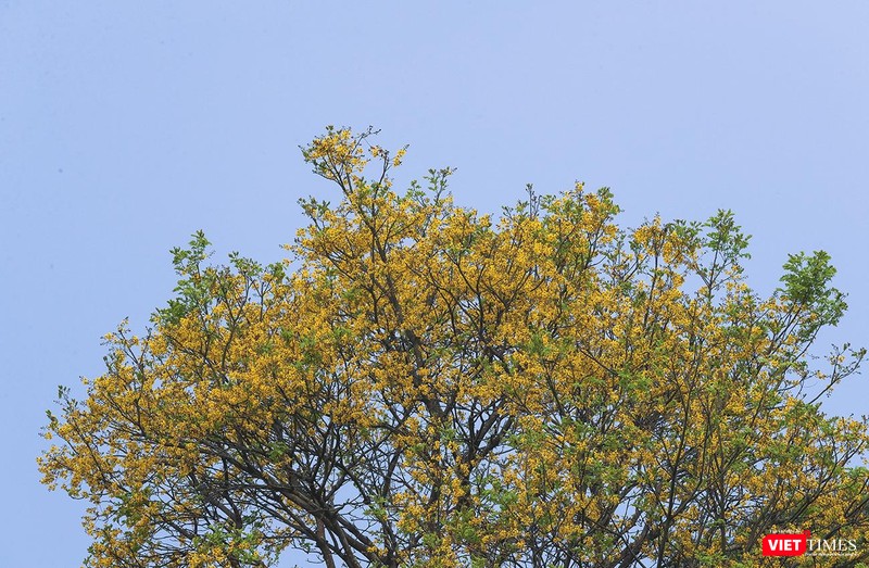 Vàng rực cả góc rừng