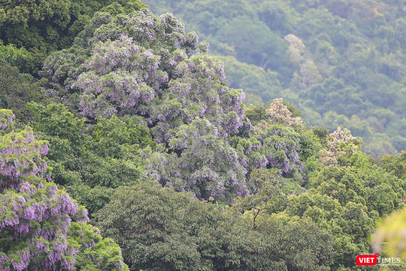Màu tím của hoa thàn mát tràn ngập rừng Sơn Trà