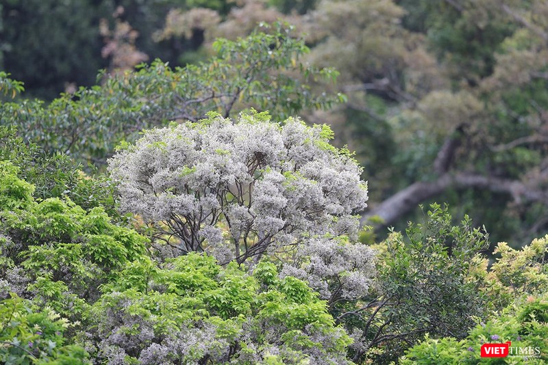 Sơn Trà chìm ngập trong hoa