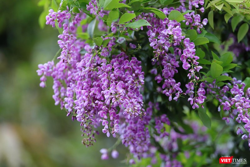 Cánh hoa tím li ti